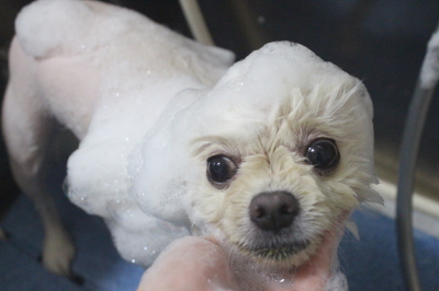 千葉県船橋市のポメラニアンのシャンプー画像