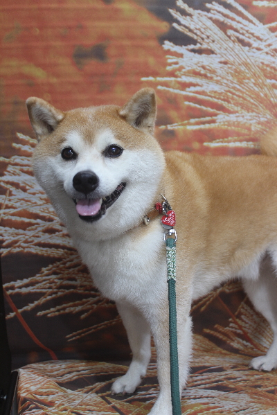 千葉県鎌ケ谷市の柴犬シャンプー前画像