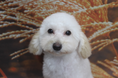 トイプードルブリーダーの子犬、トリミング画像