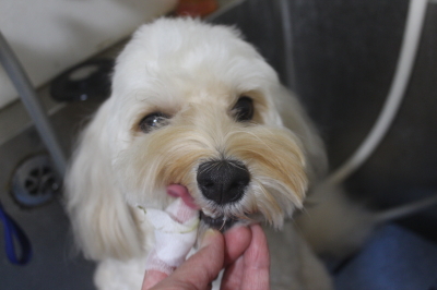 千葉県鎌ヶ谷市のミックス犬の歯磨き画
