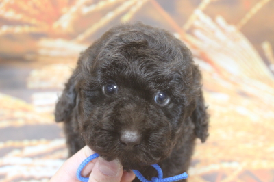 トイプードルブリーダーの子犬、トリミング画像