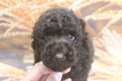 トイプードルブリーダーの子犬、トリミング画像