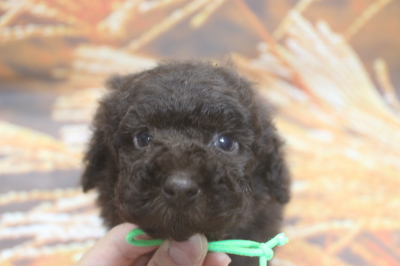 トイプードルブリーダーの子犬、トリミング画像
