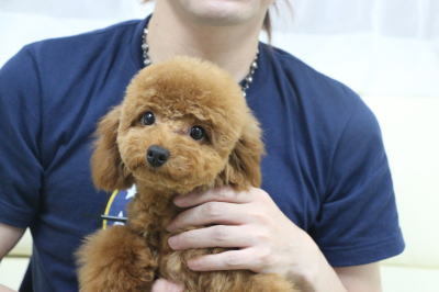 タイニープードルレッドの子犬の男の子、茨城県マーティ君。千葉県鎌ヶ谷市船橋市ブリーダー画像