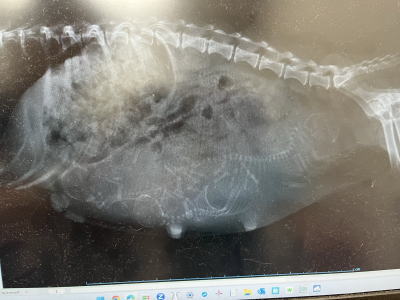 ミニチュアダックスチョコタン妊娠犬のレントゲン写真