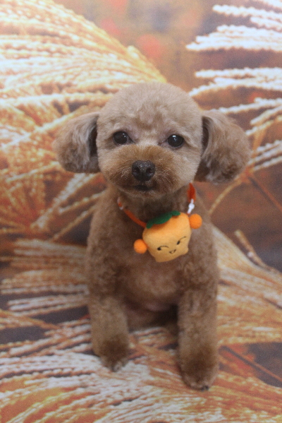 千葉県船橋市のトイプードルのトリミング画像