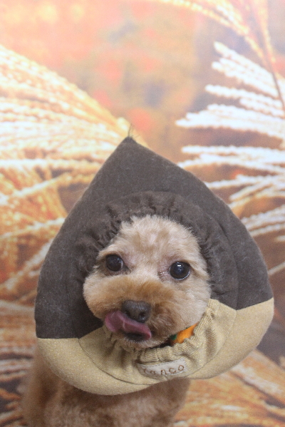 千葉県船橋市のトイプードルのトリミング画像