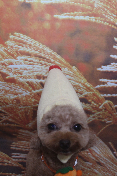 千葉県船橋市のトイプードルのトリミング画像