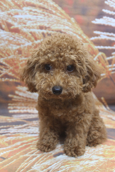 千葉県千葉市のトイプードルのトリミング前画像