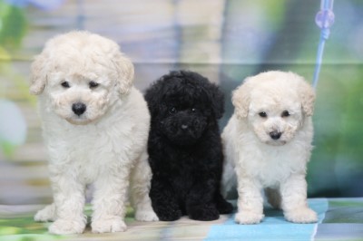 トイプードルの子犬ホワイト(白)男の子ブルー男の子ホワイト(白)女の子、生後7週間。千葉県鎌ヶ谷市船橋市ブリーダー画像
