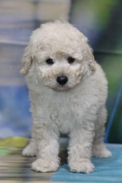 トイプードルの子犬ホワイト(白)男の子、生後7週間。千葉県鎌ヶ谷市船橋市ブリーダー画像