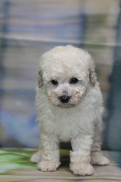 トイプードルの子犬ホワイト(白)女の子、生後7週間。千葉県鎌ヶ谷市船橋市ブリーダー画像