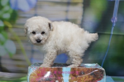 トイプードルの子犬ホワイト(白)女の子、生後7週間。千葉県鎌ヶ谷市船橋市ブリーダー画像