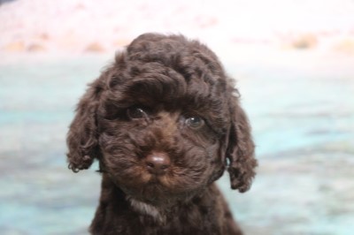 トイプードルの子犬ブラウン男の子、生後2ヶ月画像