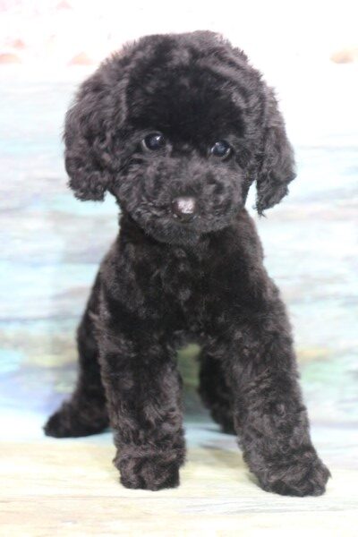 トイプードルの子犬ブラック(黒)女の子、生後2ヶ月画像