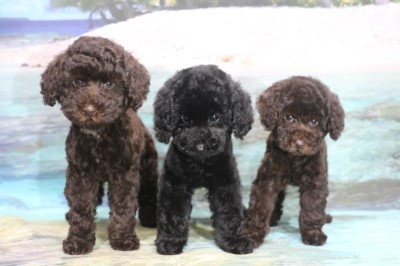 トイプードルの子犬、ブラウン男の子、ブラック(黒)女の子、ブラウン女の子、生後2ヶ月画像