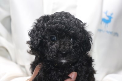 トイプードルの子犬シルバー男の子、生後5週間画像