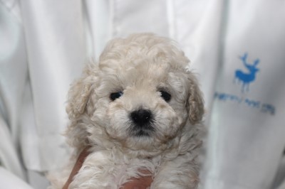 トイプードルの子犬ホワイト(白)男の子、生後5週間画像