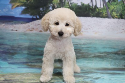 トイプードルの子犬ホワイト(白)男の子、生後2ヶ月。千葉県鎌ヶ谷市船橋市ブリーダー画像
