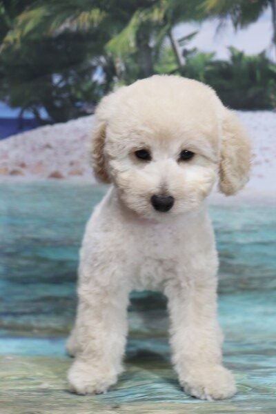 トイプードルの子犬ホワイト(白)男の子、生後2ヶ月。千葉県鎌ヶ谷市船橋市ブリーダー画像