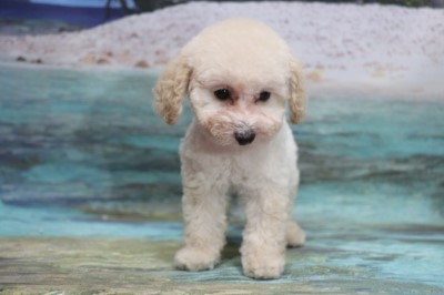 トイプードルの子犬ホワイト(白)女の子、生後2ヶ月。千葉県鎌ヶ谷市船橋市ブリーダー画像