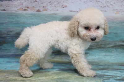 トイプードルの子犬ホワイト(白)女の子、生後2ヶ月。千葉県鎌ヶ谷市船橋市ブリーダー画像