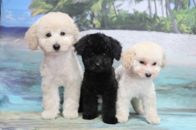 トイプードルの子犬ホワイト(白)男の子ブルー男の子ホワイト(白)女の子、生後2ヶ月。千葉県鎌ヶ谷市船橋市ブリーダー画像