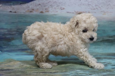 トイプードルの子犬ホワイト(白)男の子、生後6週間。千葉県鎌ヶ谷市船橋市ブリーダー画像