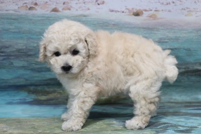 トイプードルの子犬ホワイト(白)男の子、生後7週間。千葉県鎌ヶ谷市船橋市ブリーダー画像