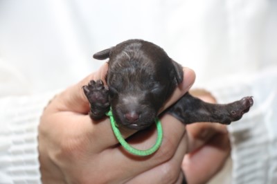 トイプードルの子犬、ブラウン男の子、生後3日。千葉県鎌ヶ谷市船橋市ブリーダー画像