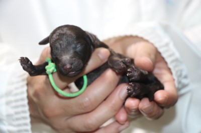 トイプードルの子犬、ブラウン男の子、生後3日。千葉県鎌ヶ谷市船橋市ブリーダー画像