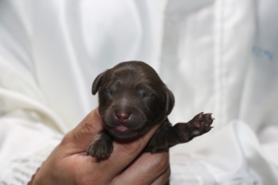 ダップーの子犬、チョコソリッド男の子、生後3日。千葉県鎌ヶ谷市船橋市ブリーダー画像