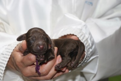 ダップーの子犬、チョコソリッド女の子、生後3日。千葉県鎌ヶ谷市船橋市ブリーダー画像