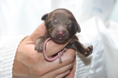 ダップーの子犬、チョコソリッド女の子、生後3日。千葉県鎌ヶ谷市船橋市ブリーダー画像