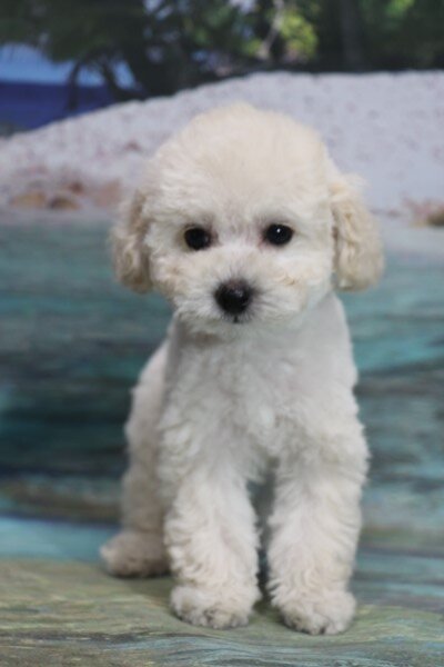 トイプードルの子犬、ホワイト(白)男の子生後2ヶ月。千葉県鎌ヶ谷市船橋市ブリーダー画像