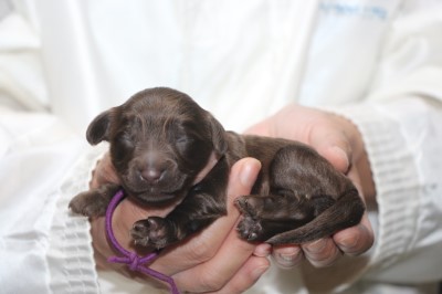 ダップーの子犬、チョコソリッド女の子、生後1週間。千葉県鎌ヶ谷市船橋市ブリーダー画像