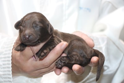 ダップーの子犬、チョコソリッド女の子、生後1週間。千葉県鎌ヶ谷市船橋市ブリーダー画像