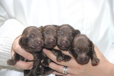 ダップーの子犬、チョコソリッド男の子1頭女の子3頭、生後1週間。千葉県鎌ヶ谷市船橋市ブリーダー画像