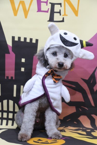 犬のトリミング、被り物・洋服の写真撮影サービス。千葉県鎌ヶ谷市船橋市のブリーダー兼トリミングサロン画像