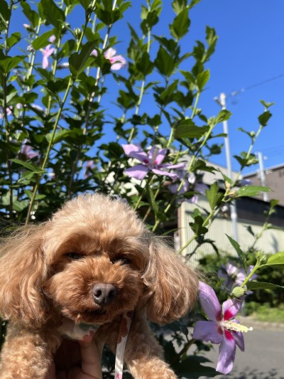 ペットホテル、埼玉県草加市のトイプードルレッドモエ＆カリラちゃん画像