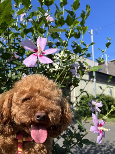 ペットホテル、埼玉県草加市のトイプードルレッドモエ＆カリラちゃん画像
