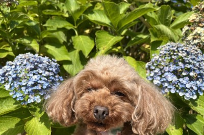 ペットホテル、埼玉県草加市のトイプードルレッドモエ＆カリラちゃん画像