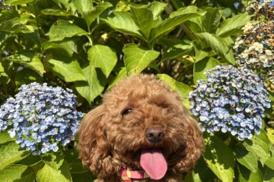 ペットホテル、埼玉県草加市のトイプードルレッドモエ＆カリラちゃん画像
