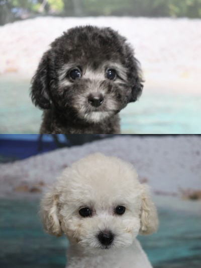 トイプードルの子犬、シルバーの男の子、ホワイト(白)男の子生後2ヶ月。千葉県鎌ヶ谷市船橋市ブリーダー画像