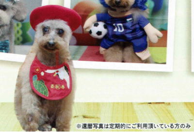 犬の還暦写真撮影サービス。千葉県鎌ヶ谷市船橋市ブリーダー兼トリミングサロン画像