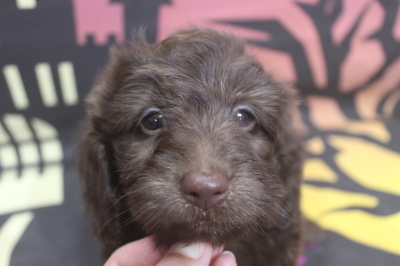 トイプードルブリーダーの子犬、トリミング画像