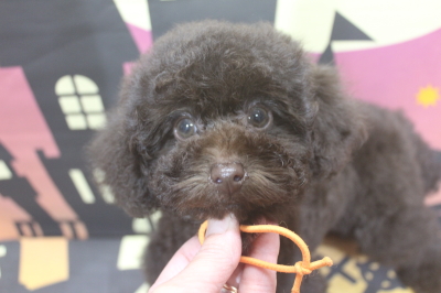 トイプードルブリーダーの子犬、トリミング画像