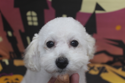 トイプードルブリーダーの子犬、トリミング画像