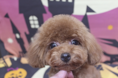 トイプードルブリーダーの子犬、トリミング画像