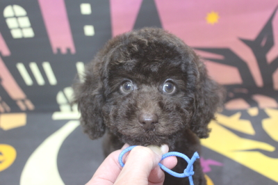 トイプードルブリーダーの子犬、トリミング画像